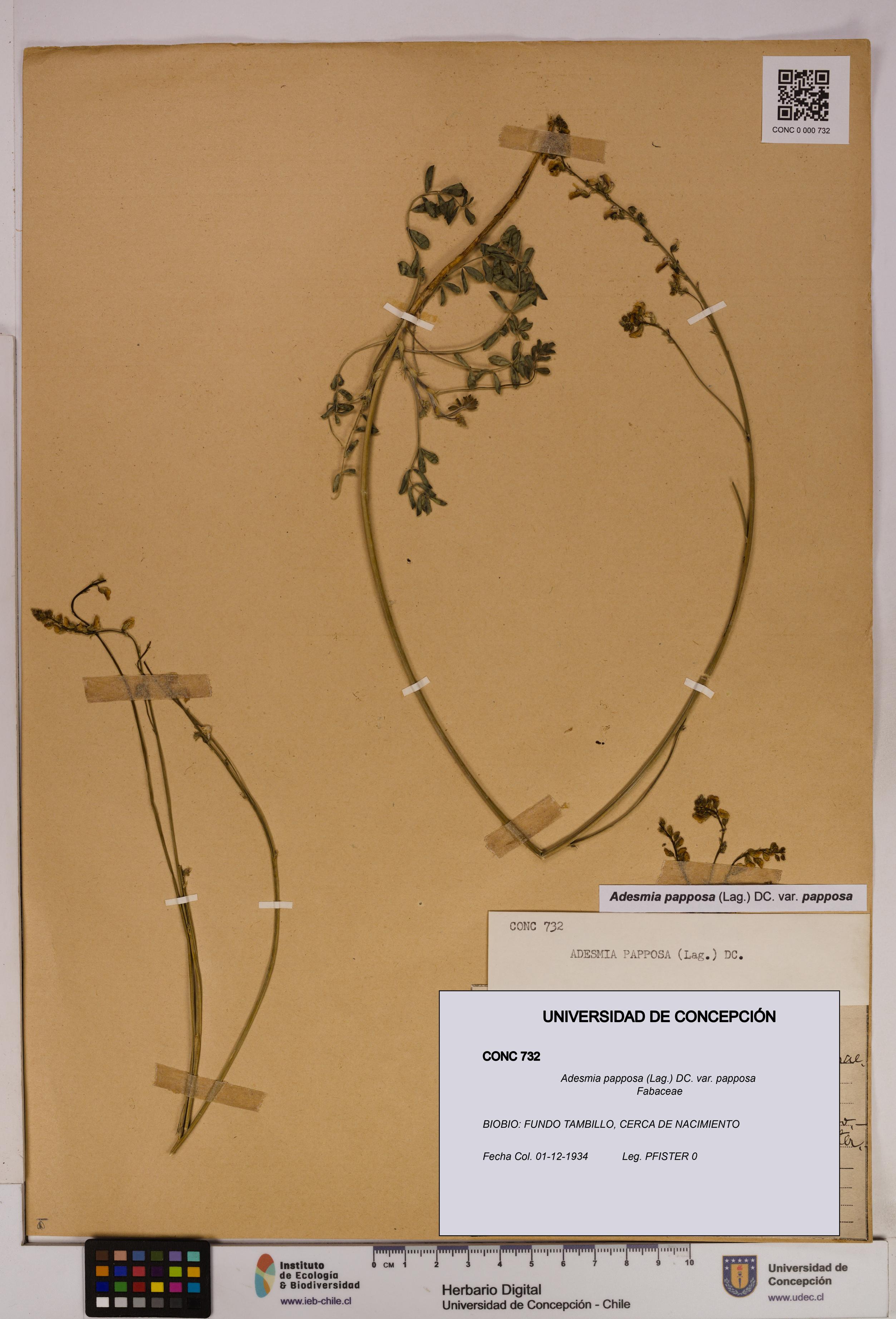 Adesmia papposa var. papposa [Espécimen: UDEC:CONC:0000732]