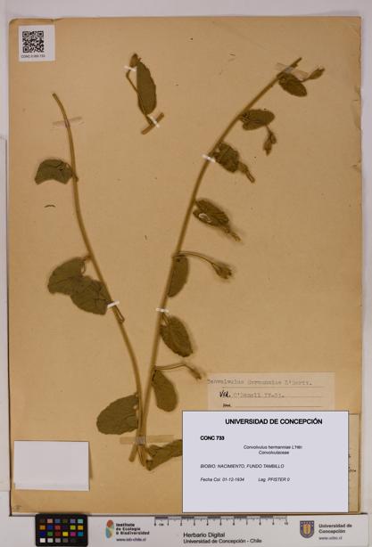 Convolvulus hermanniae [Espécimen: UDEC:CONC:0000733]