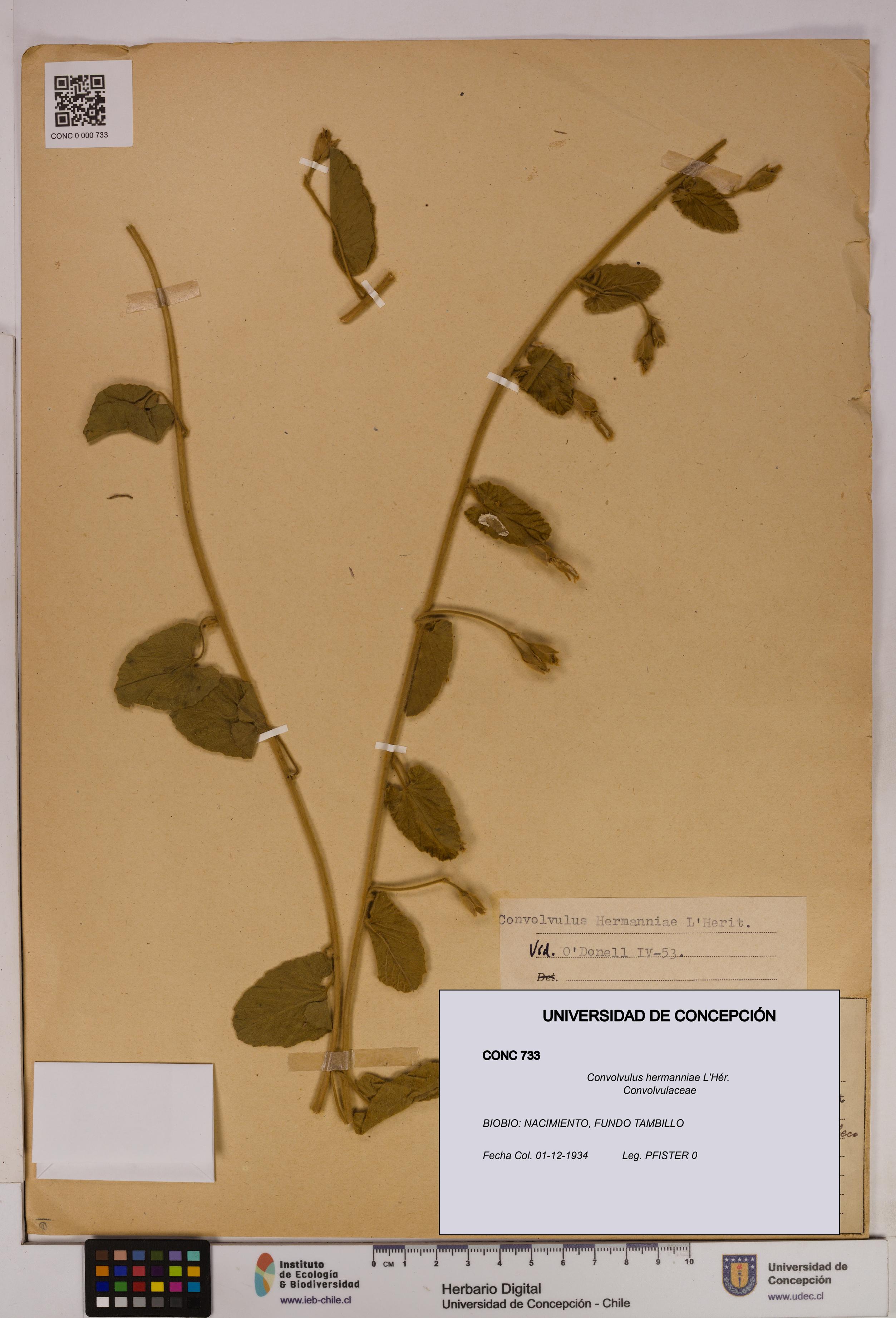 Convolvulus hermanniae [Espécimen: UDEC:CONC:0000733]
