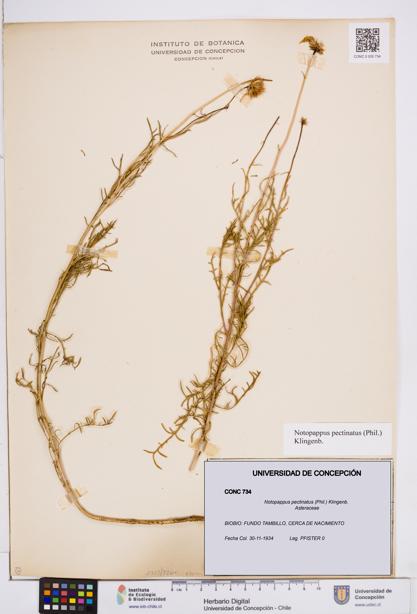 Notopappus pectinatus [Espécimen: ]