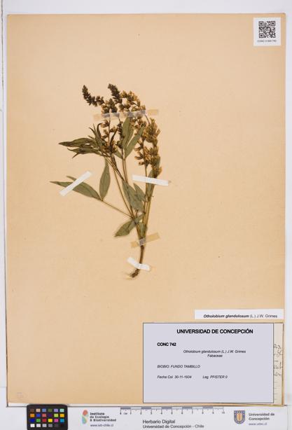 Otholobium glandulosum [Espécimen: ]
