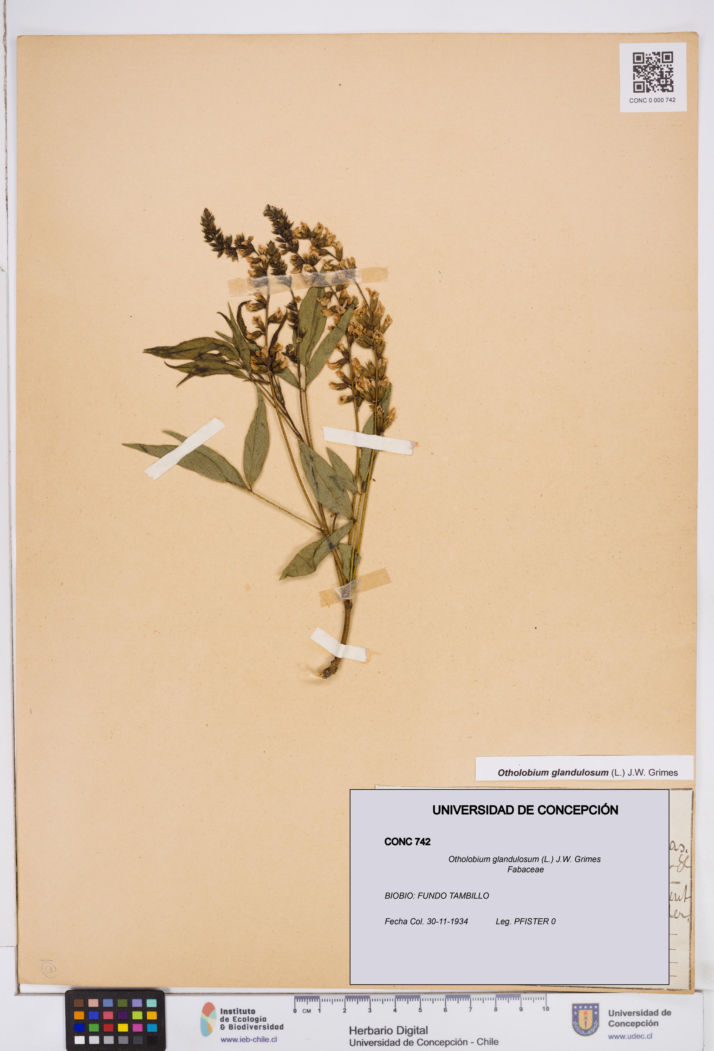 Otholobium glandulosum [Espécimen: ]