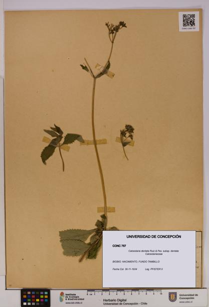 Calceolaria dentata subsp. dentata [Espécimen: UDEC:CONC:0000757]