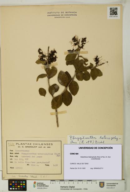 Notanthera heterophylla [Espécimen: UDEC:CONC:0000924]