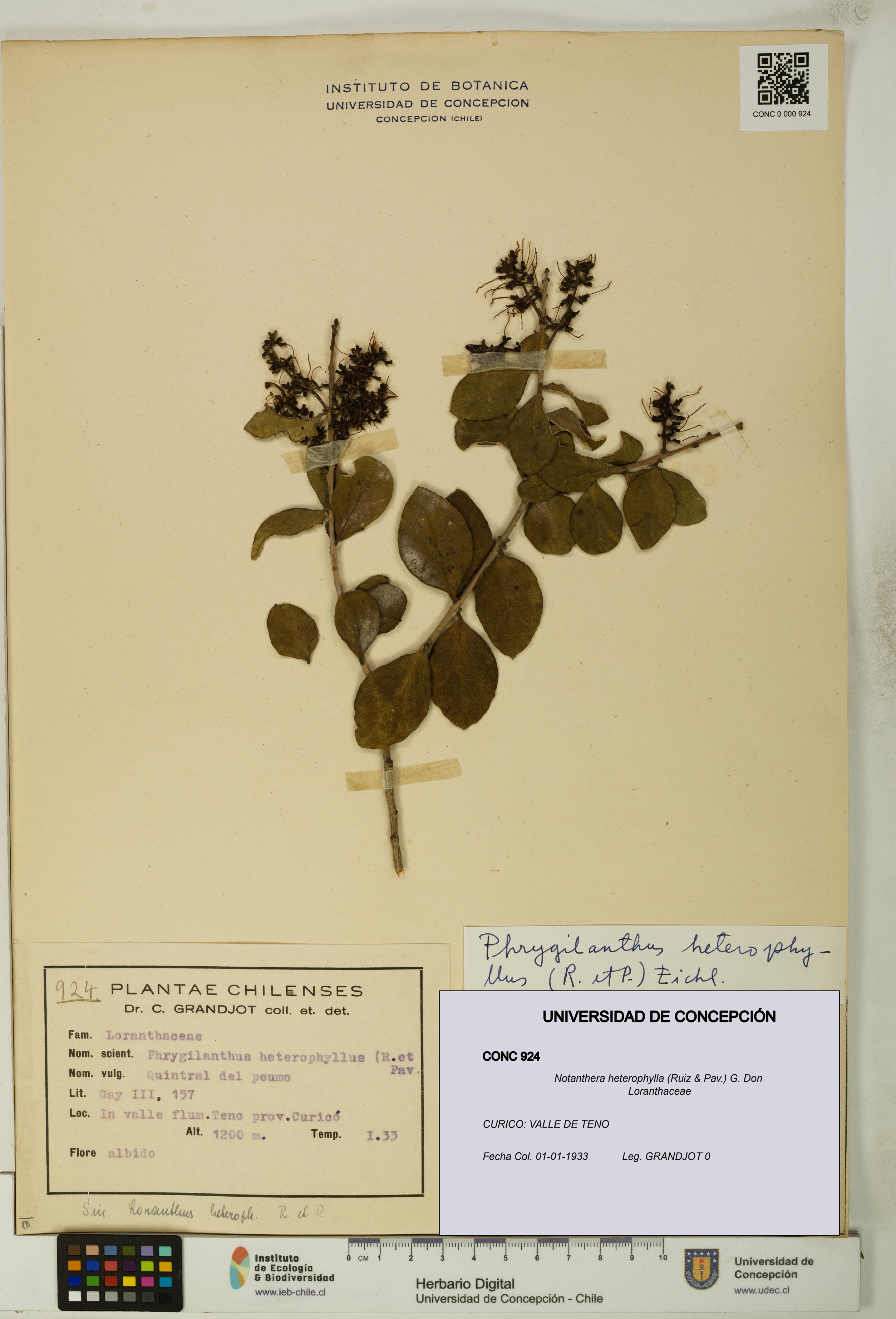 Notanthera heterophylla [Espécimen: UDEC:CONC:0000924]