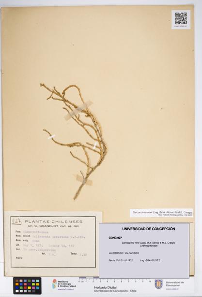 Sarcocornia neei [Espécimen: UDEC:CONC:0000927]