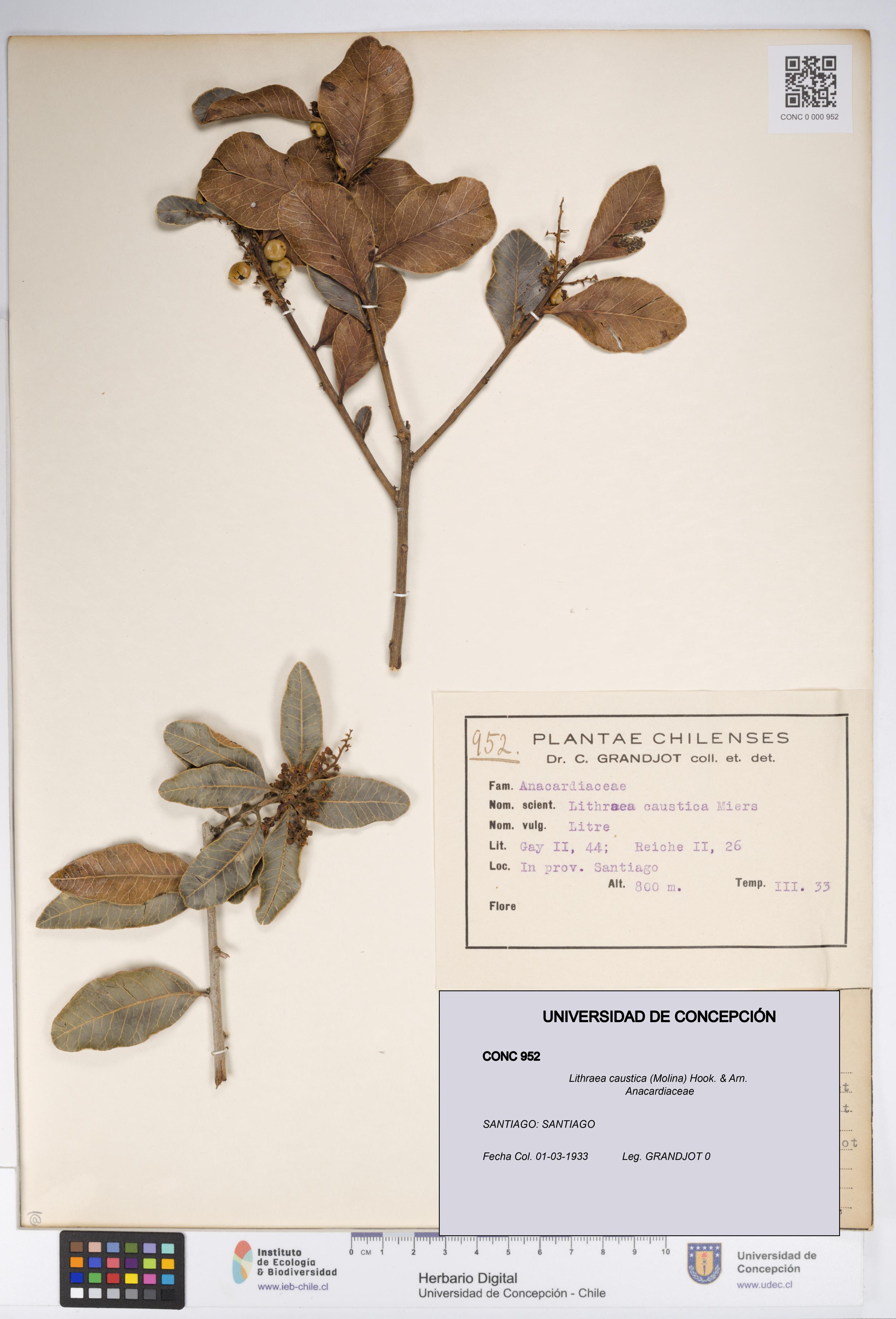 Lithraea caustica [Espécimen: UDEC:CONC:0000952]