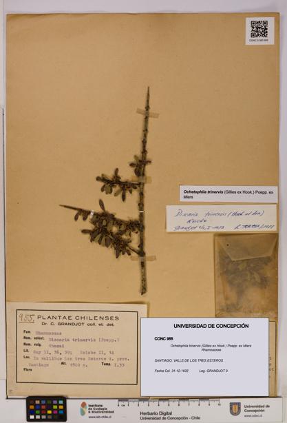 Ochetophila trinervis [Espécimen: UDEC:CONC:0000955]