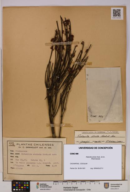 Retanilla stricta [Espécimen: UDEC:CONC:0000956]