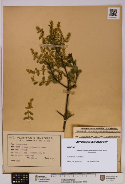 Retanilla trinervia [Espécimen: UDEC:CONC:0000957]