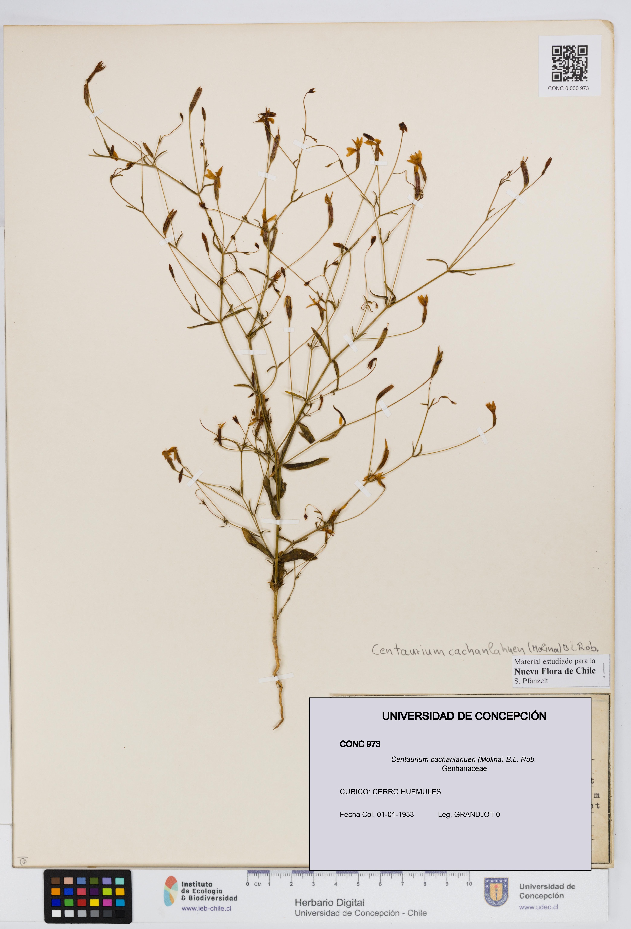 Centaurium cachanlahuen [Espécimen: UDEC:CONC:0000973]