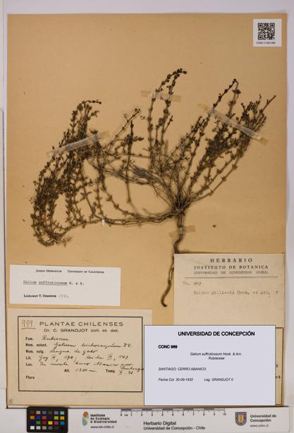 Galium suffruticosum [Espécimen: UDEC:CONC:0000989]