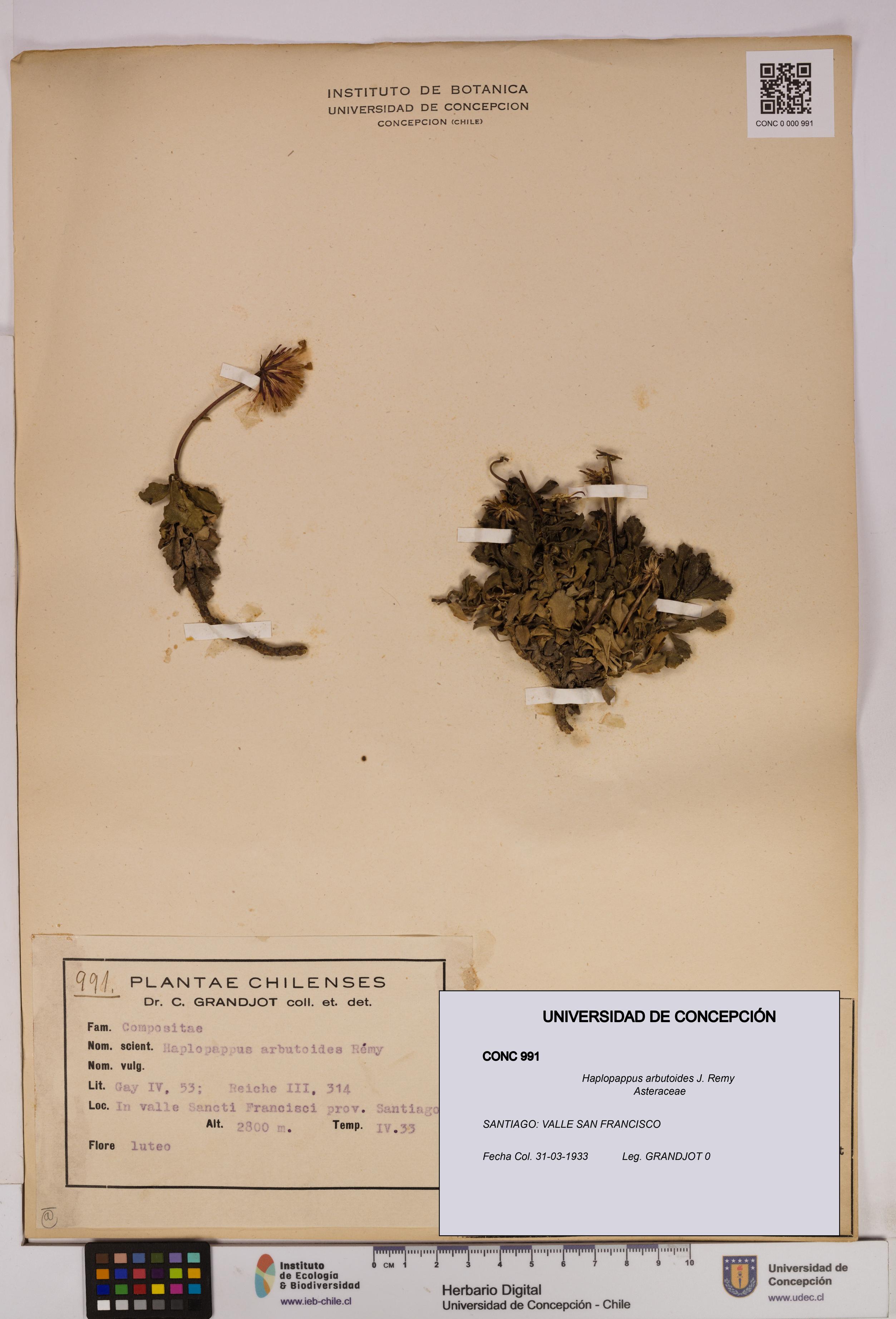 Haplopappus arbutoides [Espécimen: UDEC:CONC:0000991]