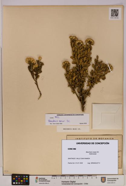 Baccharis neaei [Espécimen: UDEC:CONC:0000992]