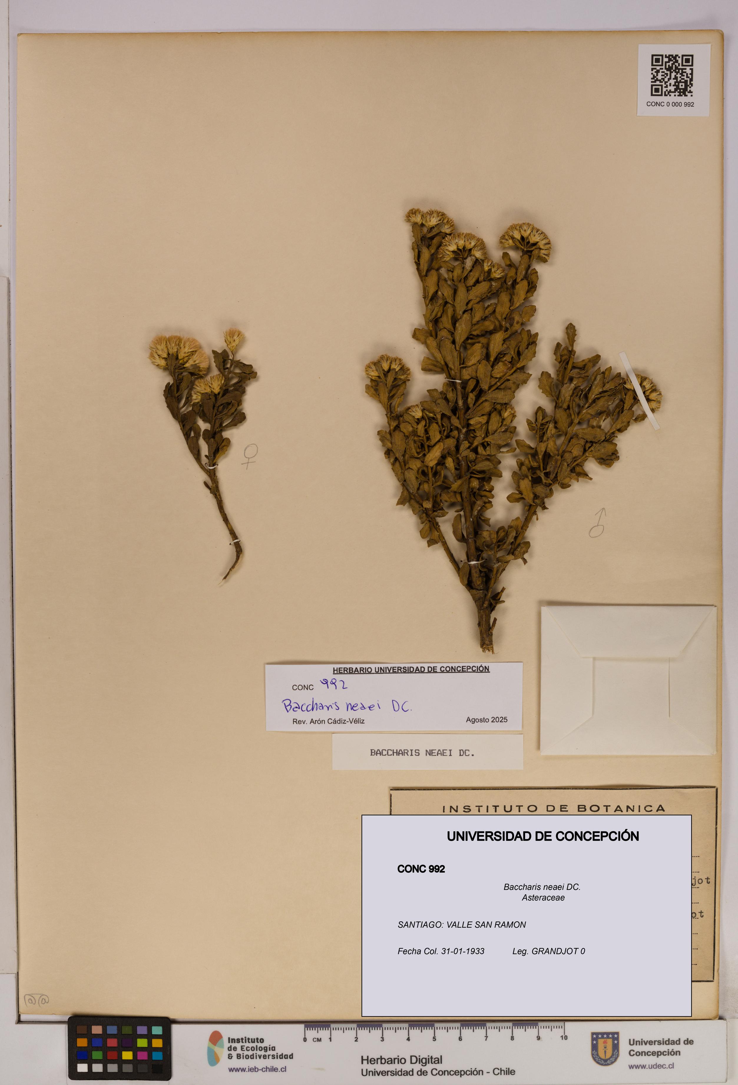 Baccharis neaei [Espécimen: UDEC:CONC:0000992]