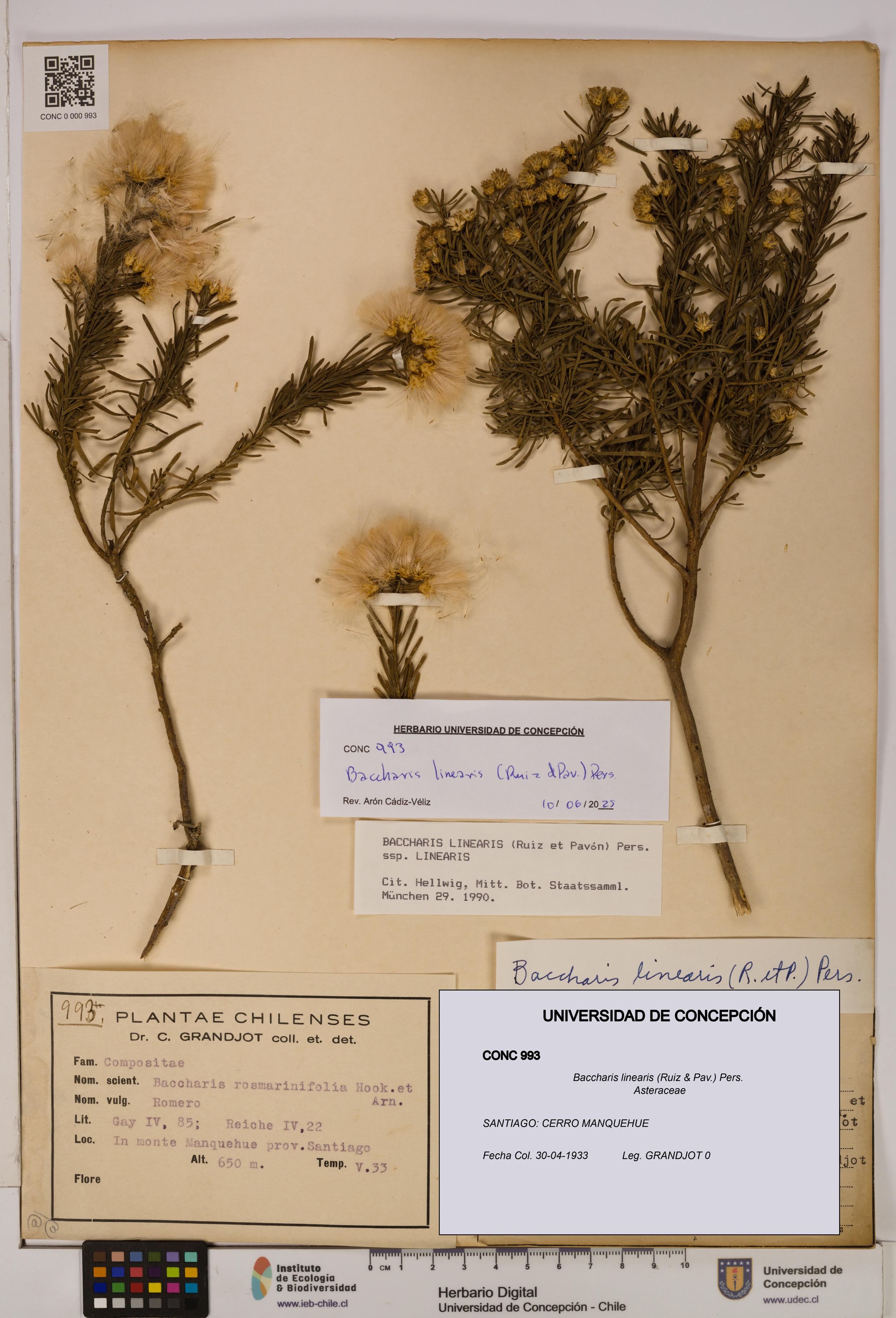 Baccharis linearis [Espécimen: UDEC:CONC:0000993]