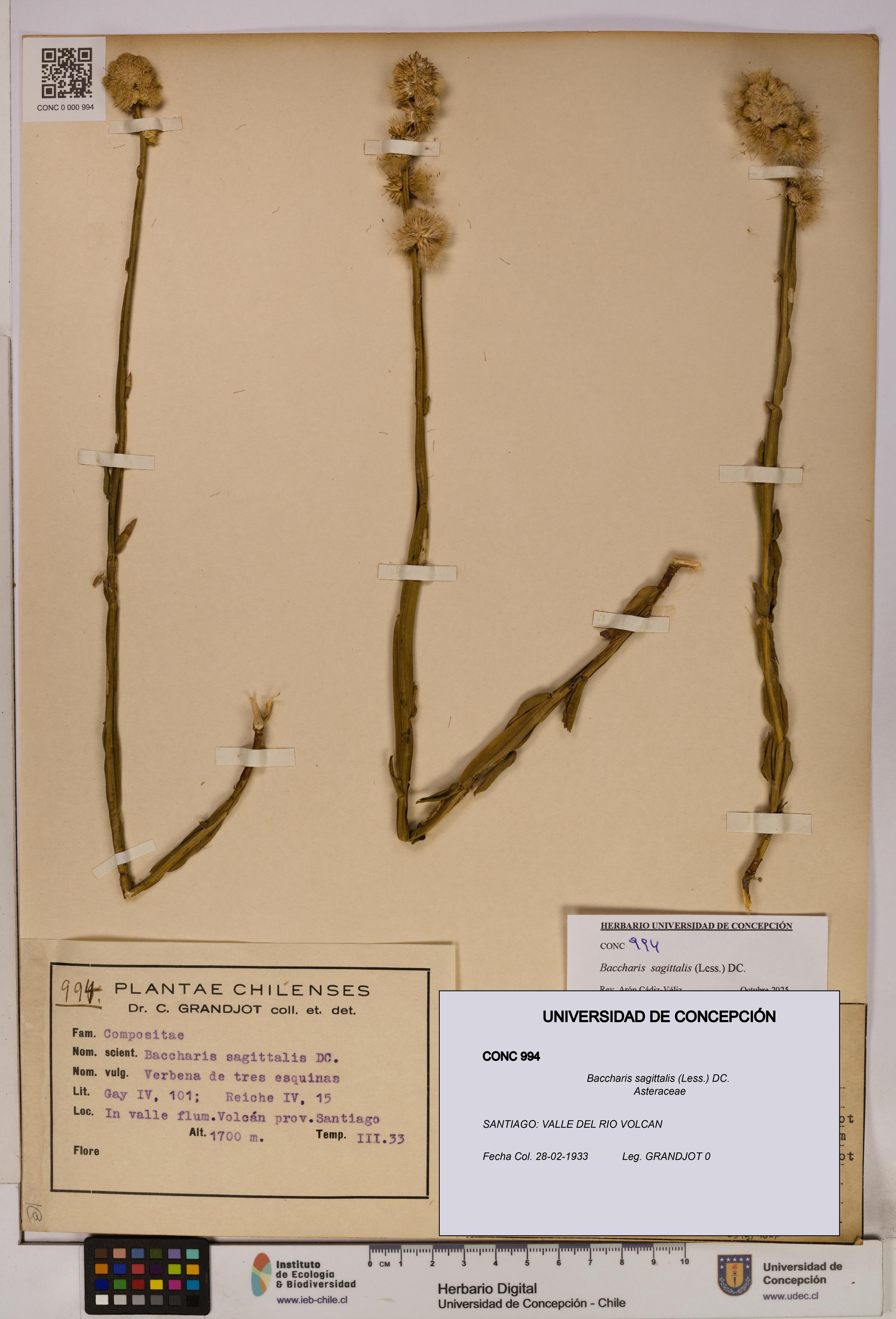 Baccharis sagittalis [Espécimen: UDEC:CONC:0000994]