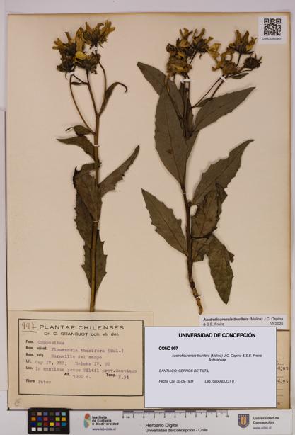 Austroflourensia thurifera [Espécimen: UDEC:CONC:0000997]