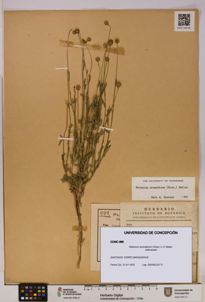 Helenium aromaticum [Espécimen: UDEC:CONC:0000999]
