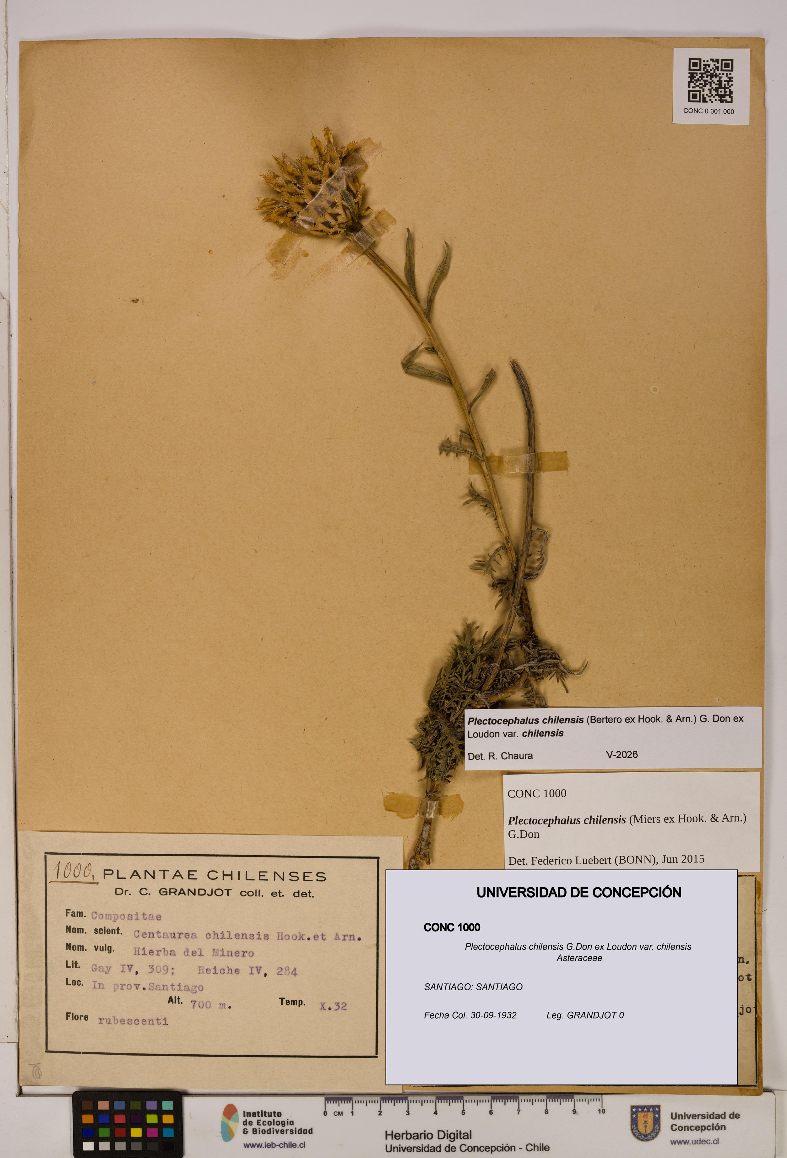 Plectocephalus chilensis [Espécimen: ]