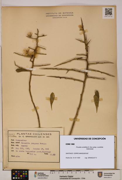 Proustia cuneifolia subsp. cuneifolia [Espécimen: UDEC:CONC:0001002]