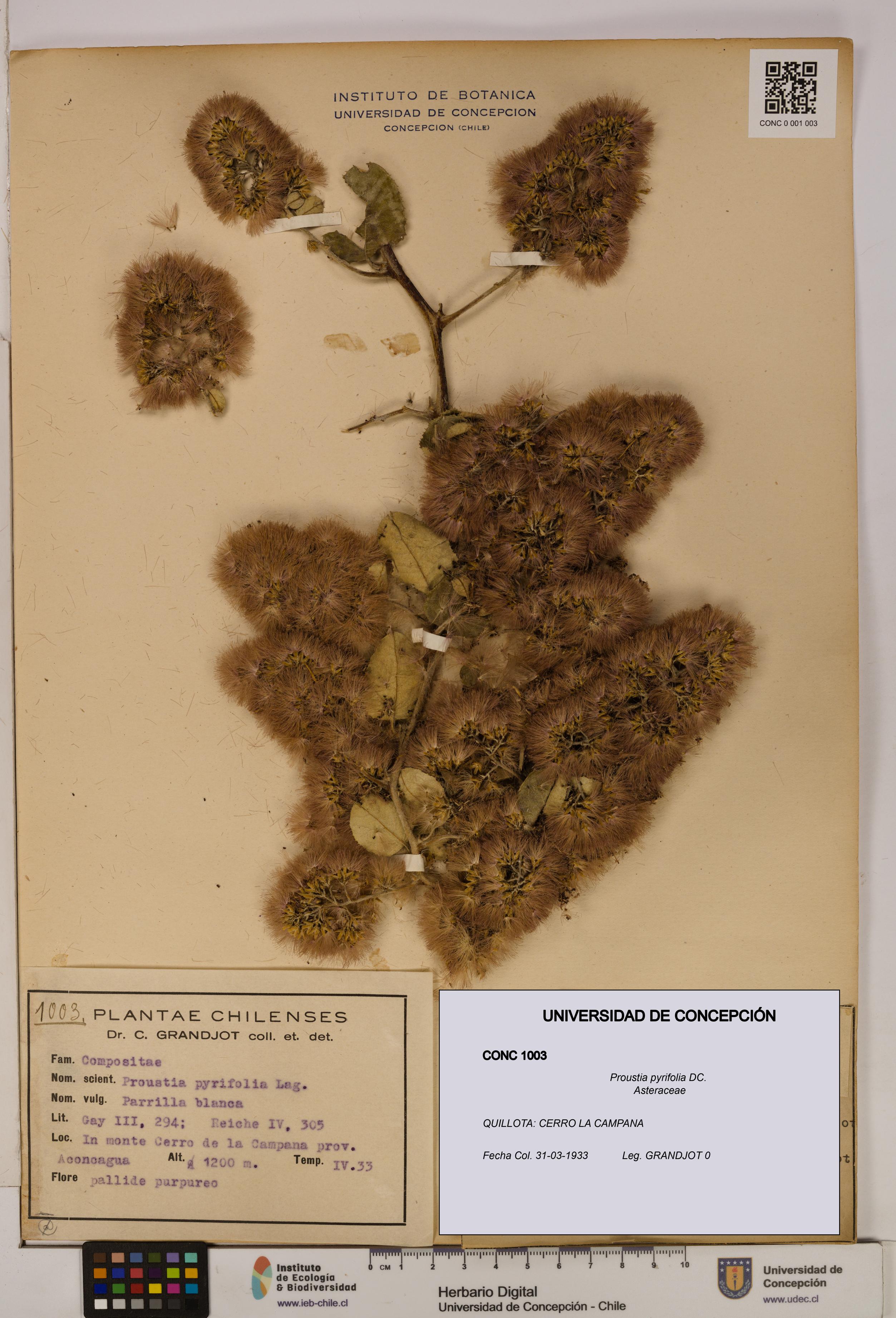 Proustia pyrifolia [Espécimen: UDEC:CONC:0001003]