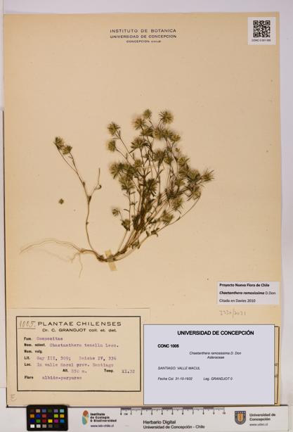 Chaetanthera ramosissima [Espécimen: UDEC:CONC:0001005]