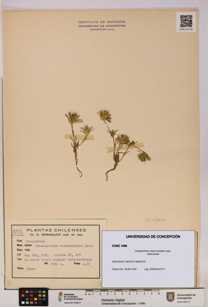 Chaetanthera moenchioides [Espécimen: UDEC:CONC:0001006]
