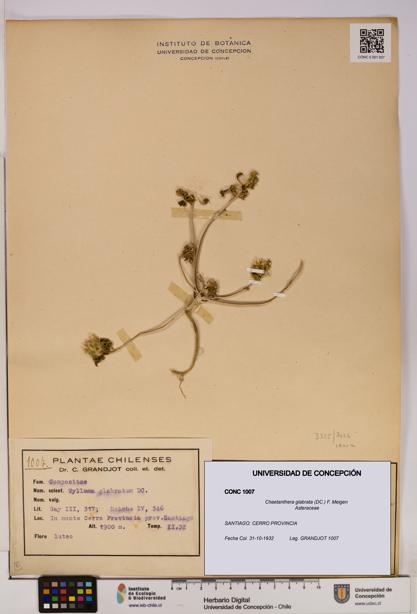 Chaetanthera glabrata [Espécimen: UDEC:CONC:0001007]
