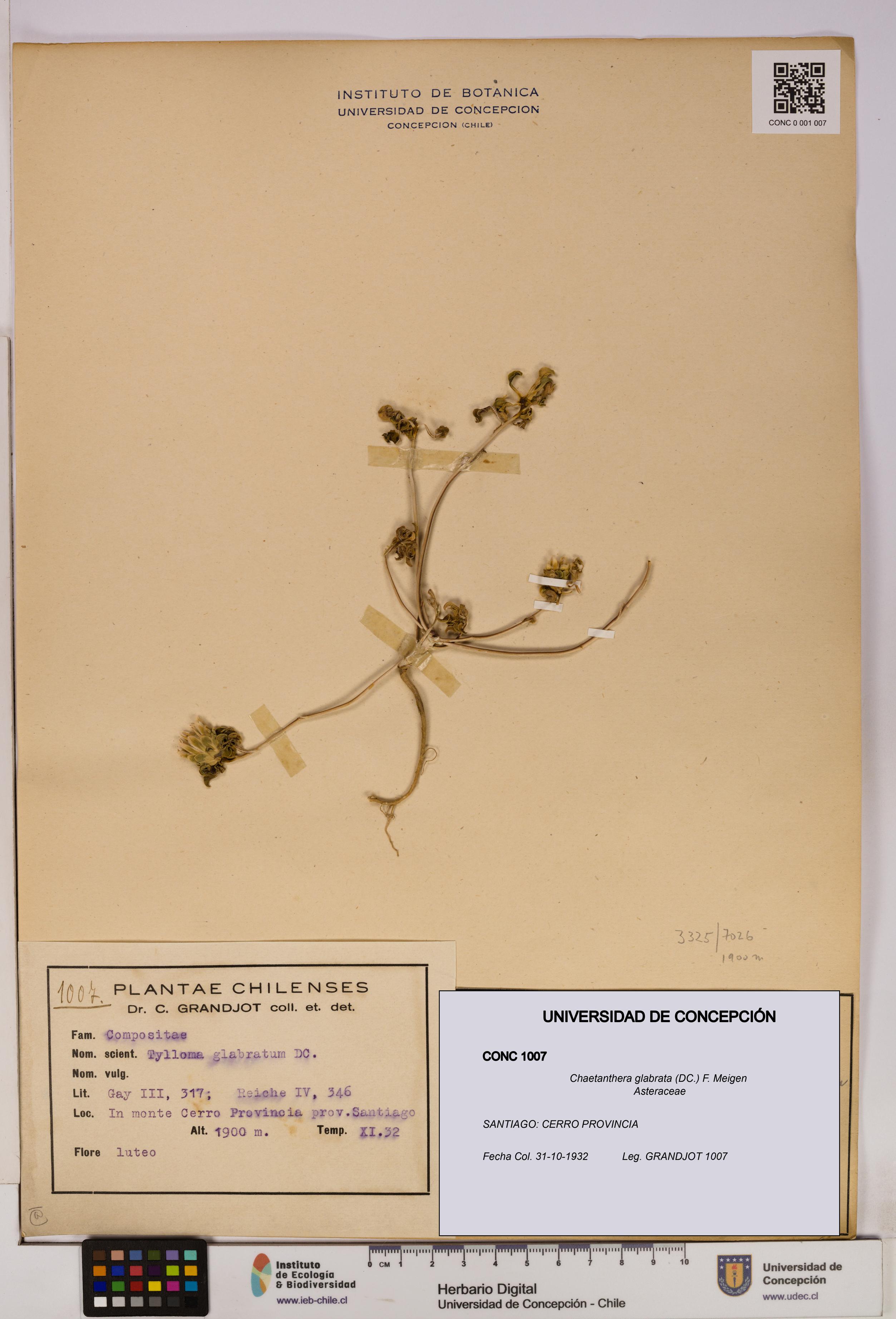 Chaetanthera glabrata [Espécimen: UDEC:CONC:0001007]