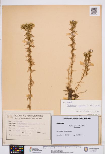 Triptilion spinosum [Espécimen: ]