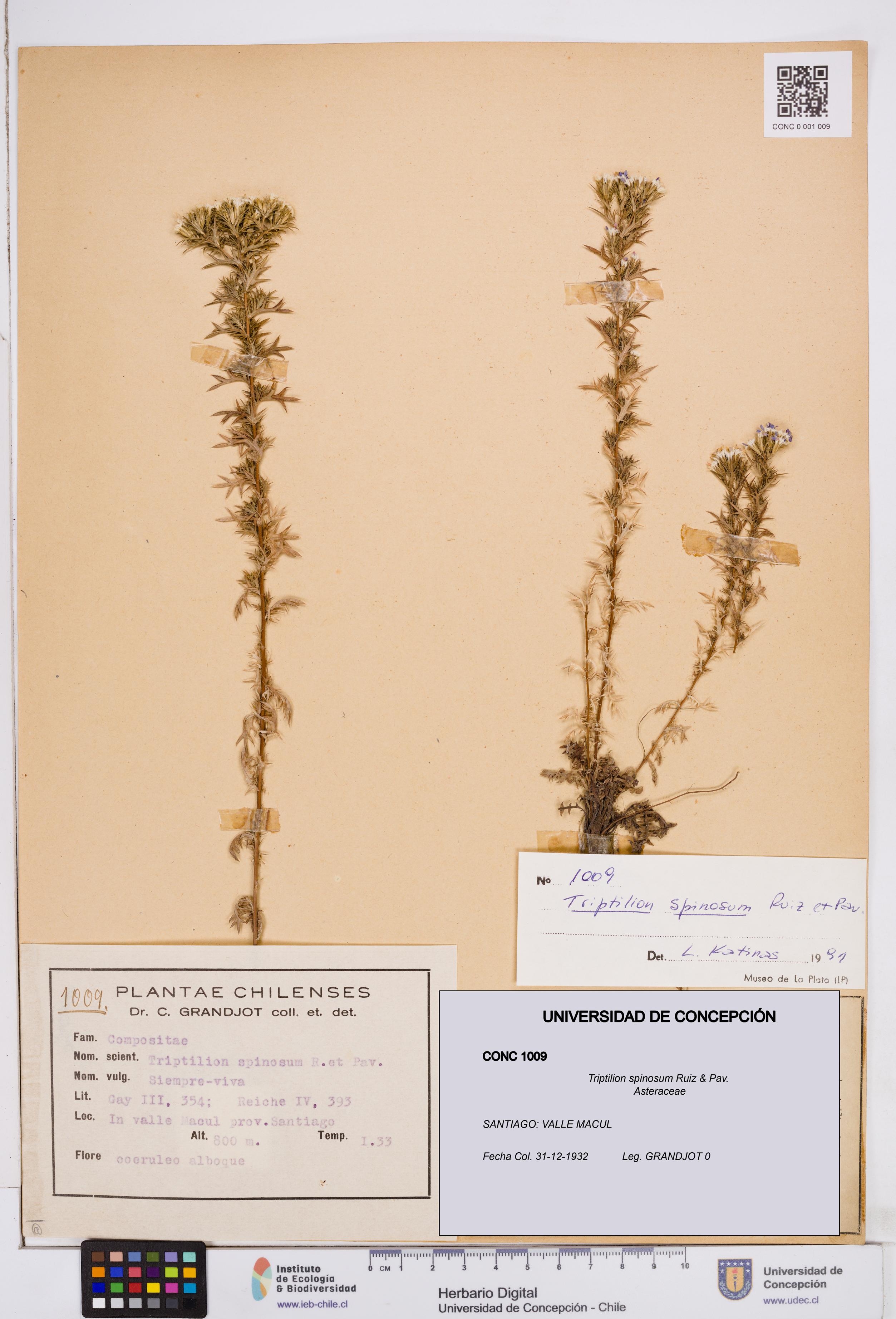 Triptilion spinosum [Espécimen: ]
