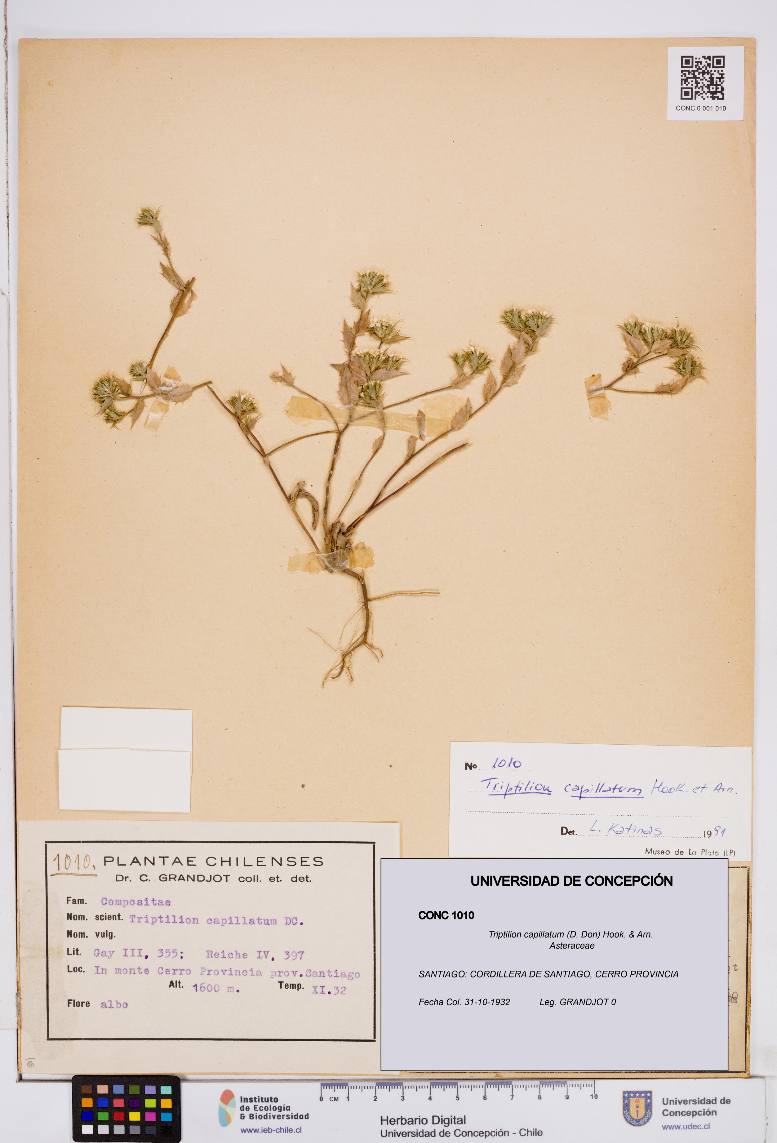 Triptilion capillatum [Espécimen: ]