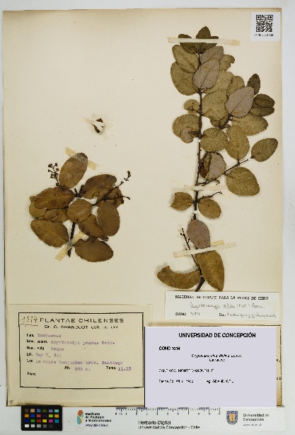 Cryptocarya alba [Espécimen: UDEC:CONC:0001014]