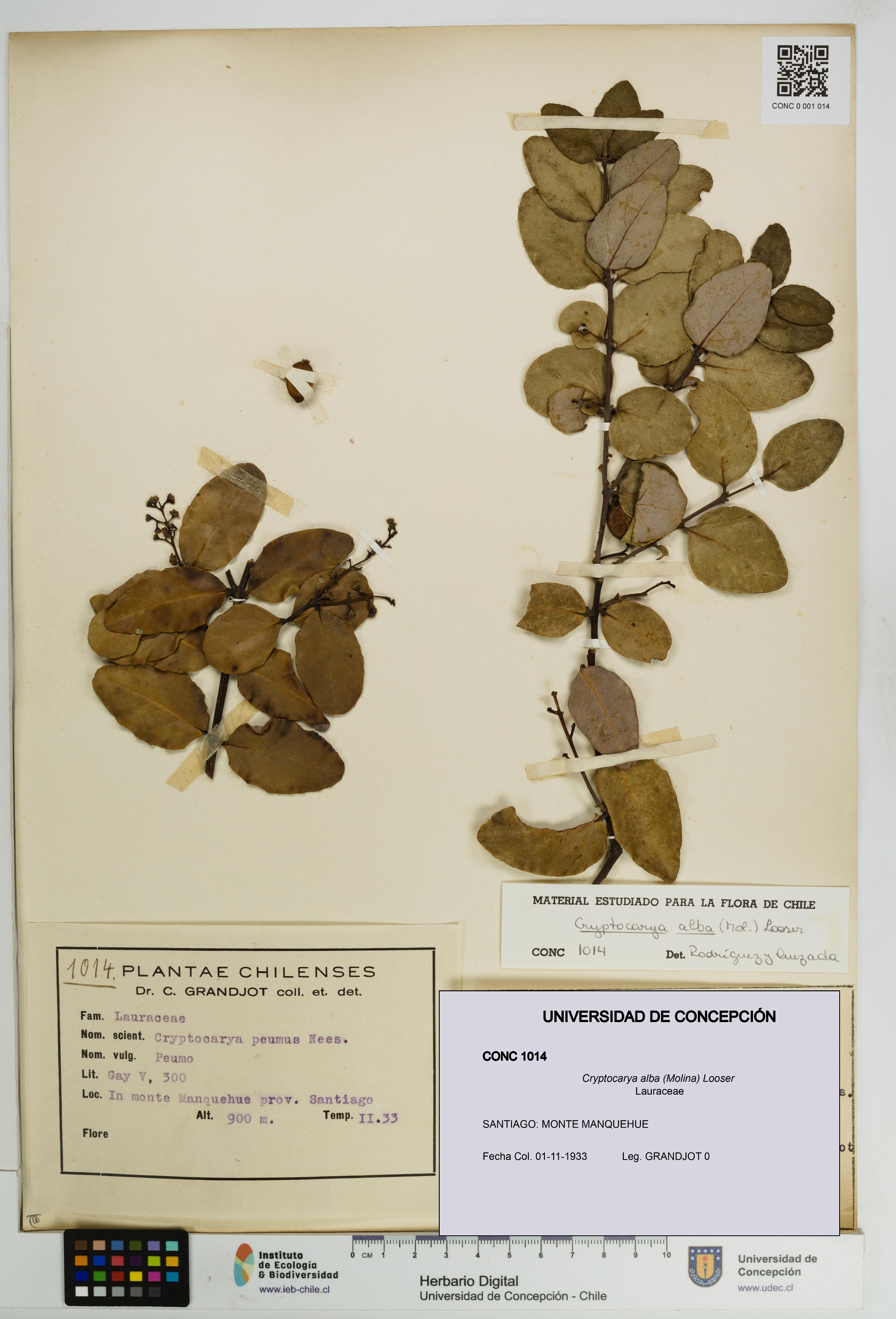Cryptocarya alba [Espécimen: UDEC:CONC:0001014]