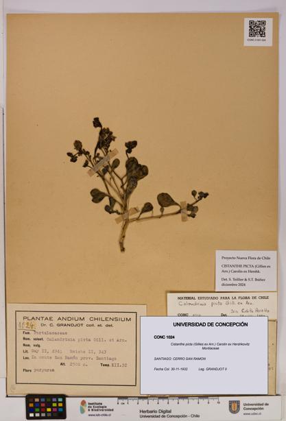 Cistanthe picta [Espécimen: UDEC:CONC:0001024]