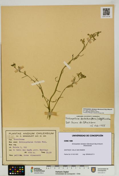 Schizopetalon dentatum [Espécimen: UDEC:CONC:0001030]