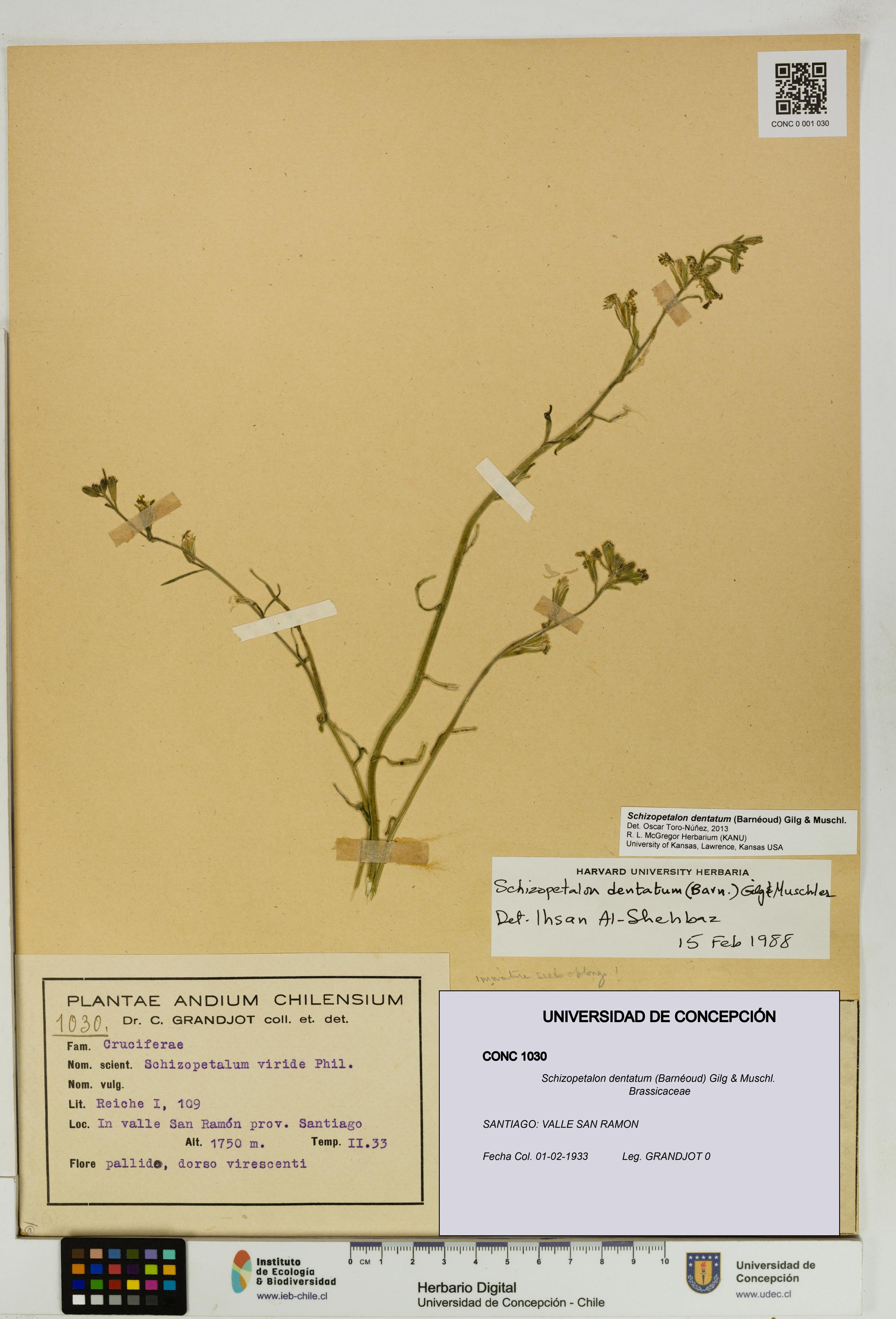 Schizopetalon dentatum [Espécimen: UDEC:CONC:0001030]