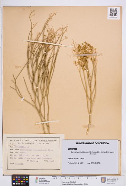 Gymnophyton isatidicarpum [Espécimen: ]