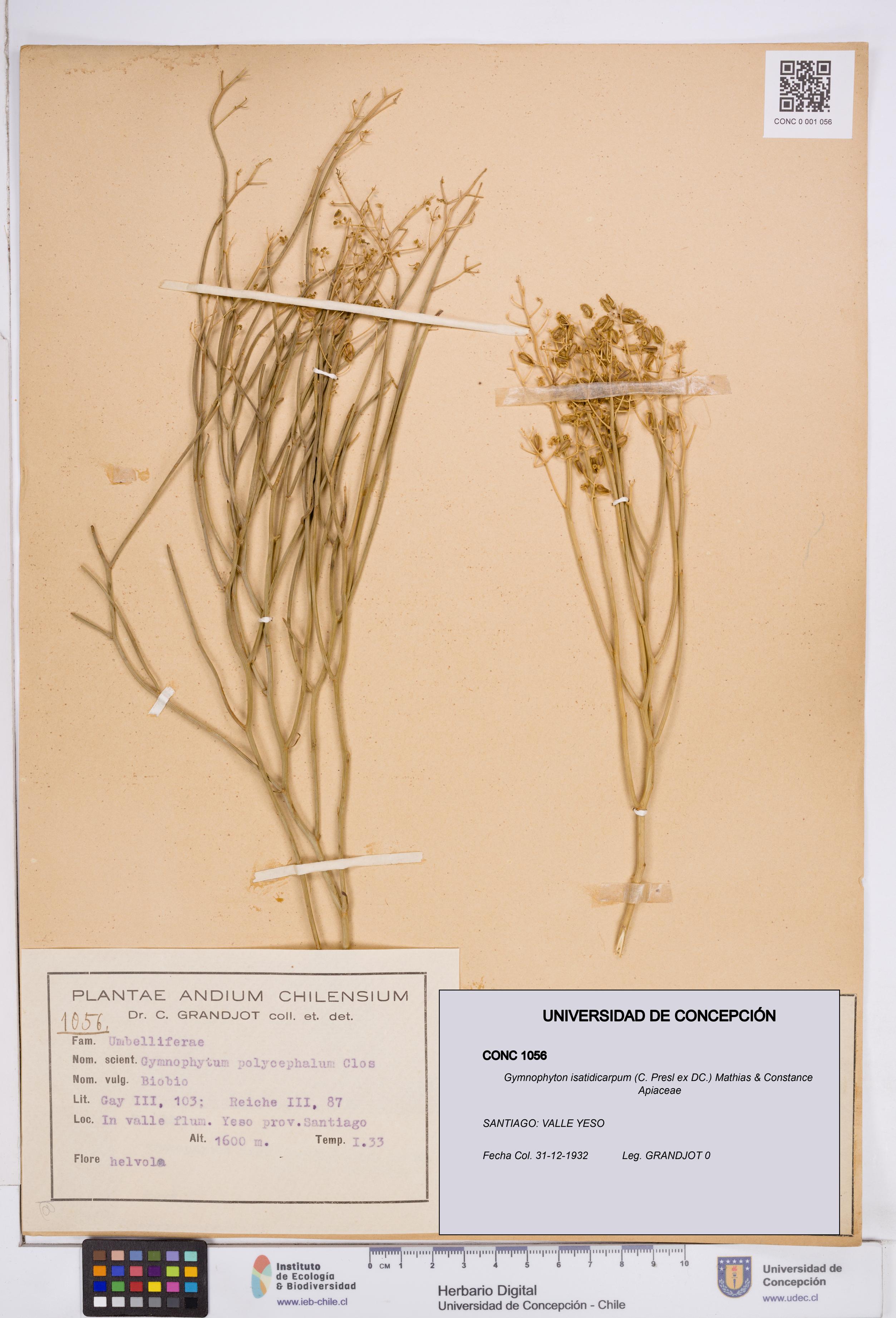Gymnophyton isatidicarpum [Espécimen: ]