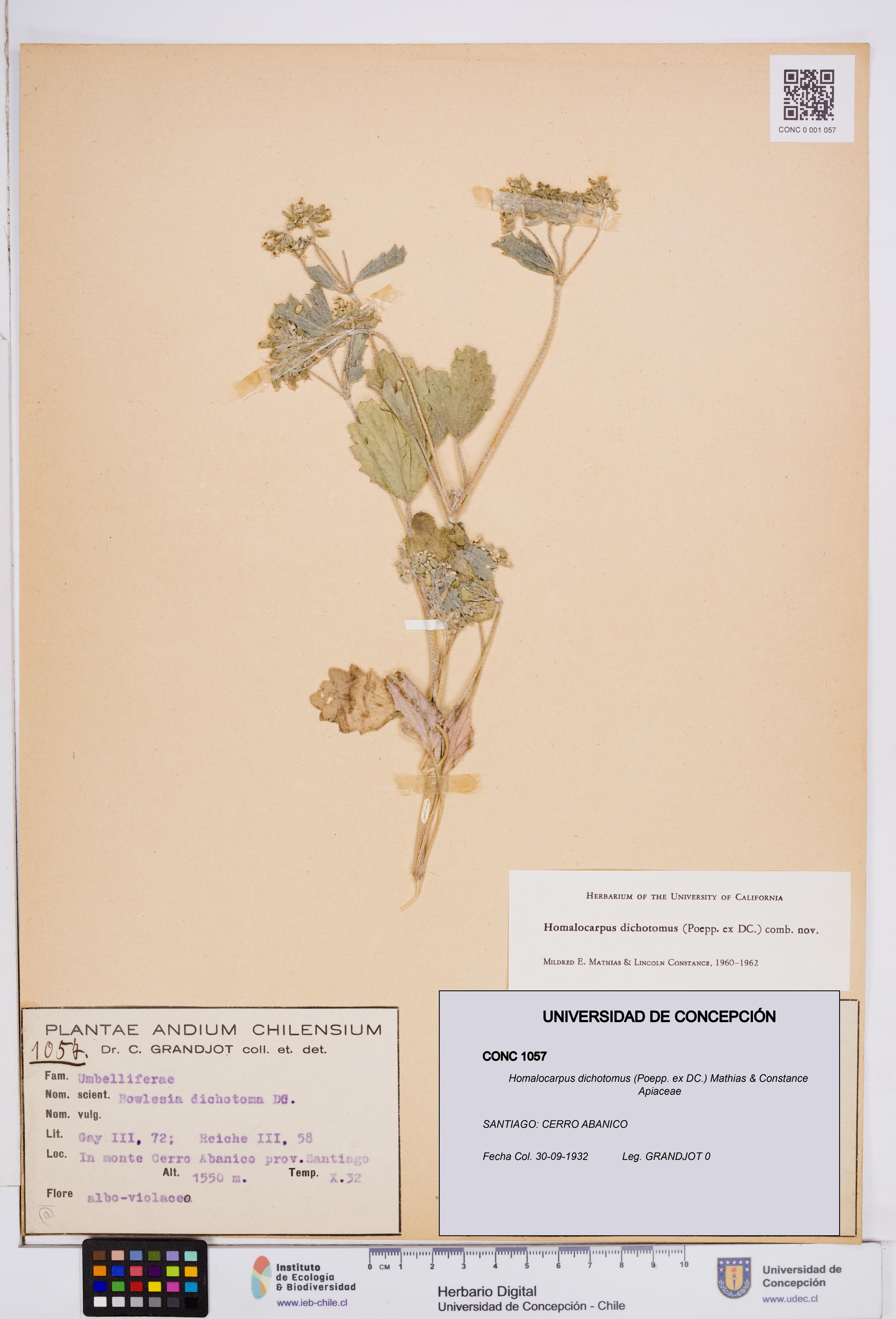 Homalocarpus dichotomus [Espécimen: ]