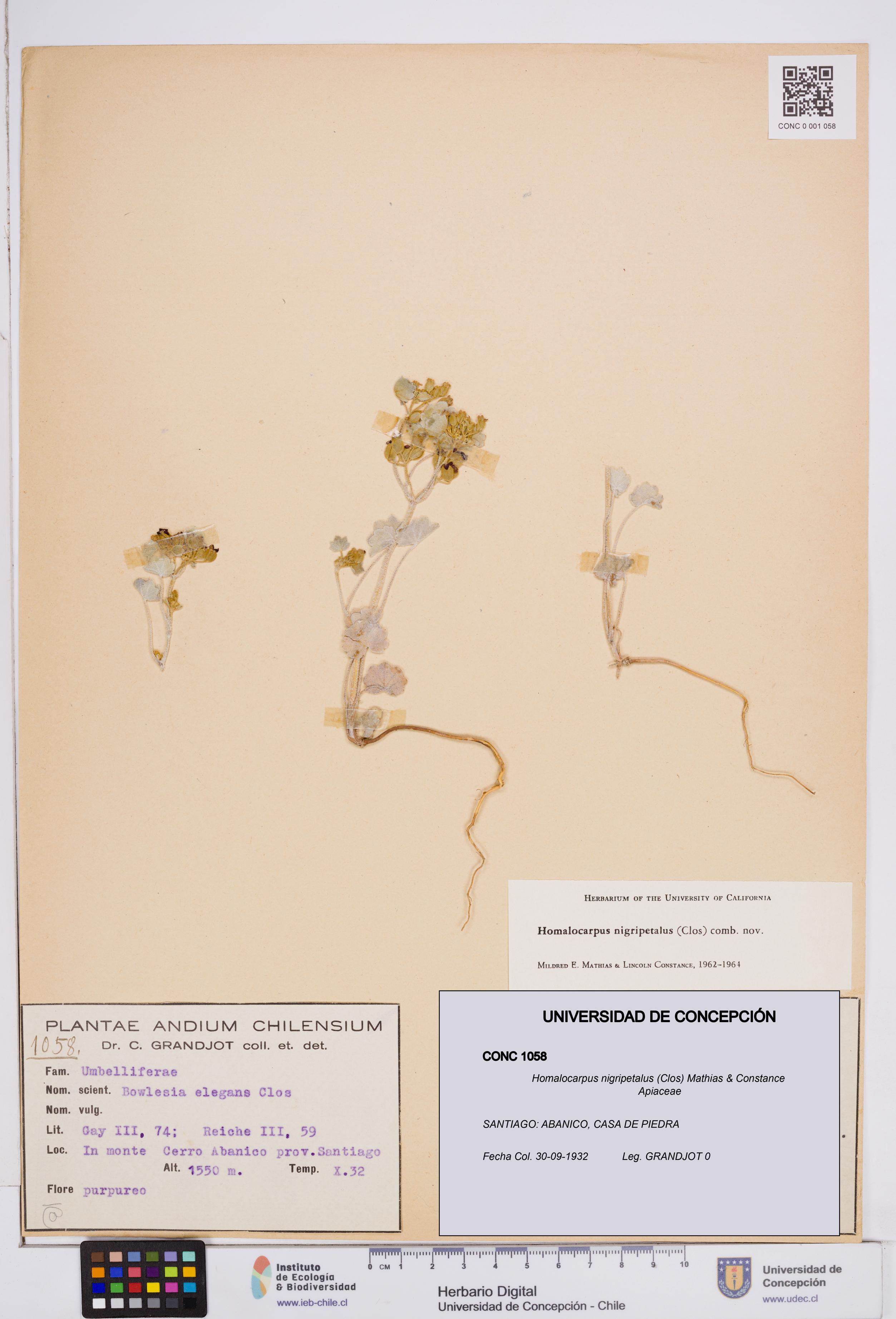 Homalocarpus nigripetalus [Espécimen: ]