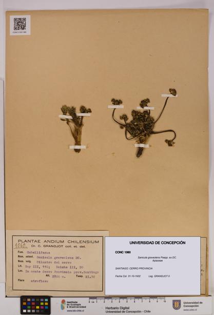 Sanicula graveolens [Espécimen: UDEC:CONC:0001060]