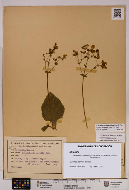 Calceolaria corymbosa [Espécimen: UDEC:CONC:0001071]