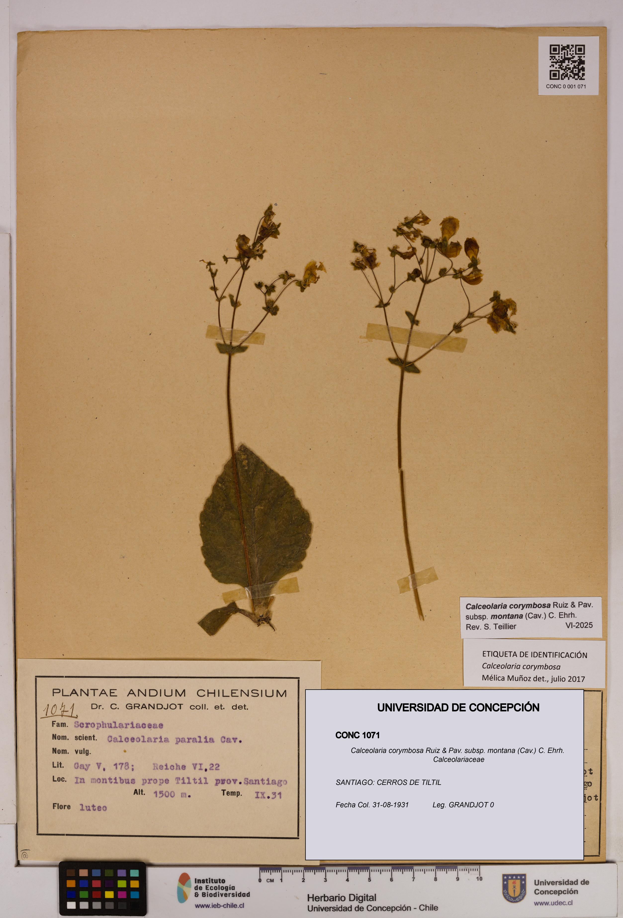 Calceolaria corymbosa [Espécimen: UDEC:CONC:0001071]