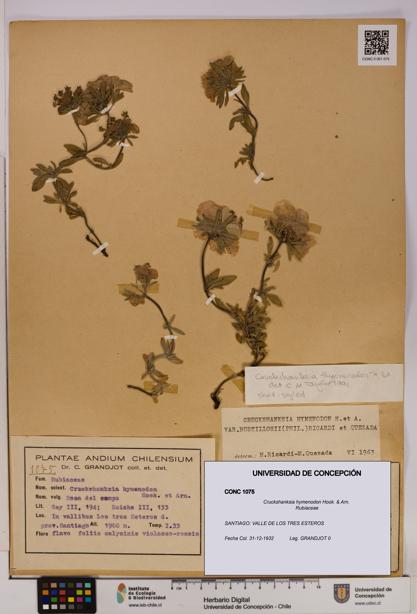Cruckshanksia hymenodon [Espécimen: UDEC:CONC:0001075]