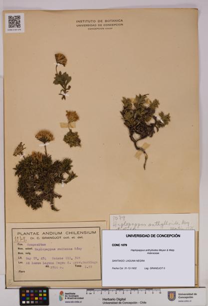 Haplopappus anthylloides [Espécimen: UDEC:CONC:0001079]