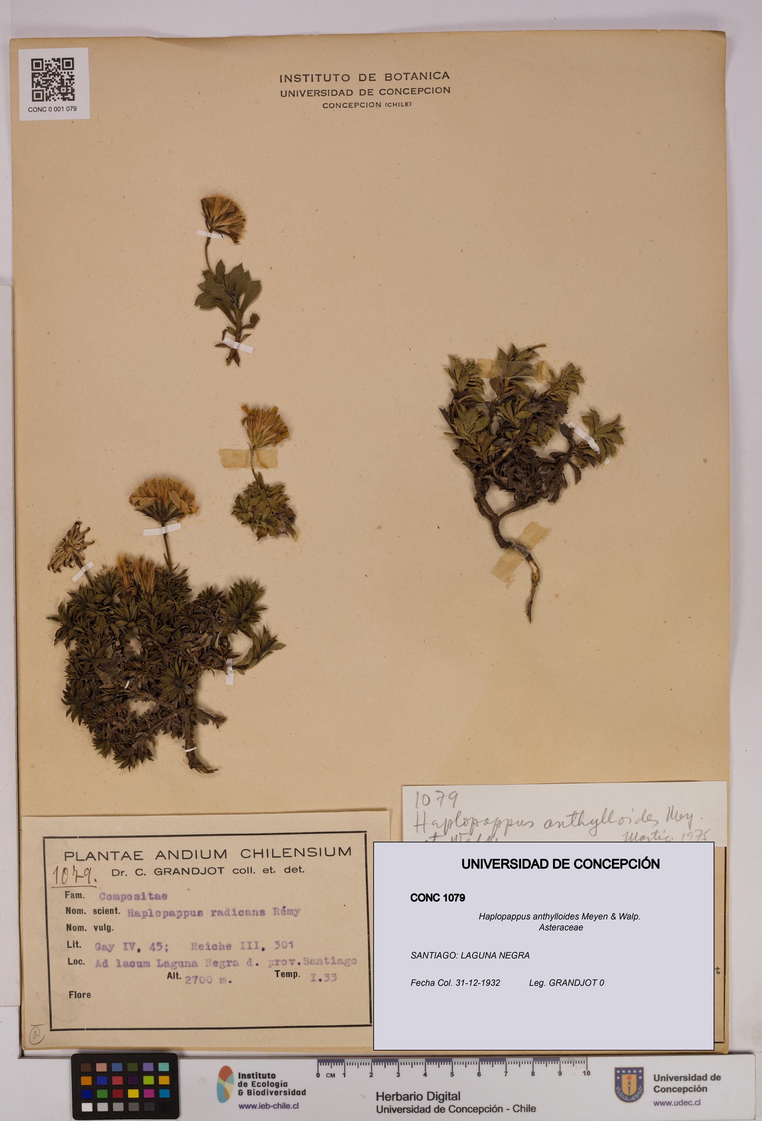 Haplopappus anthylloides [Espécimen: UDEC:CONC:0001079]