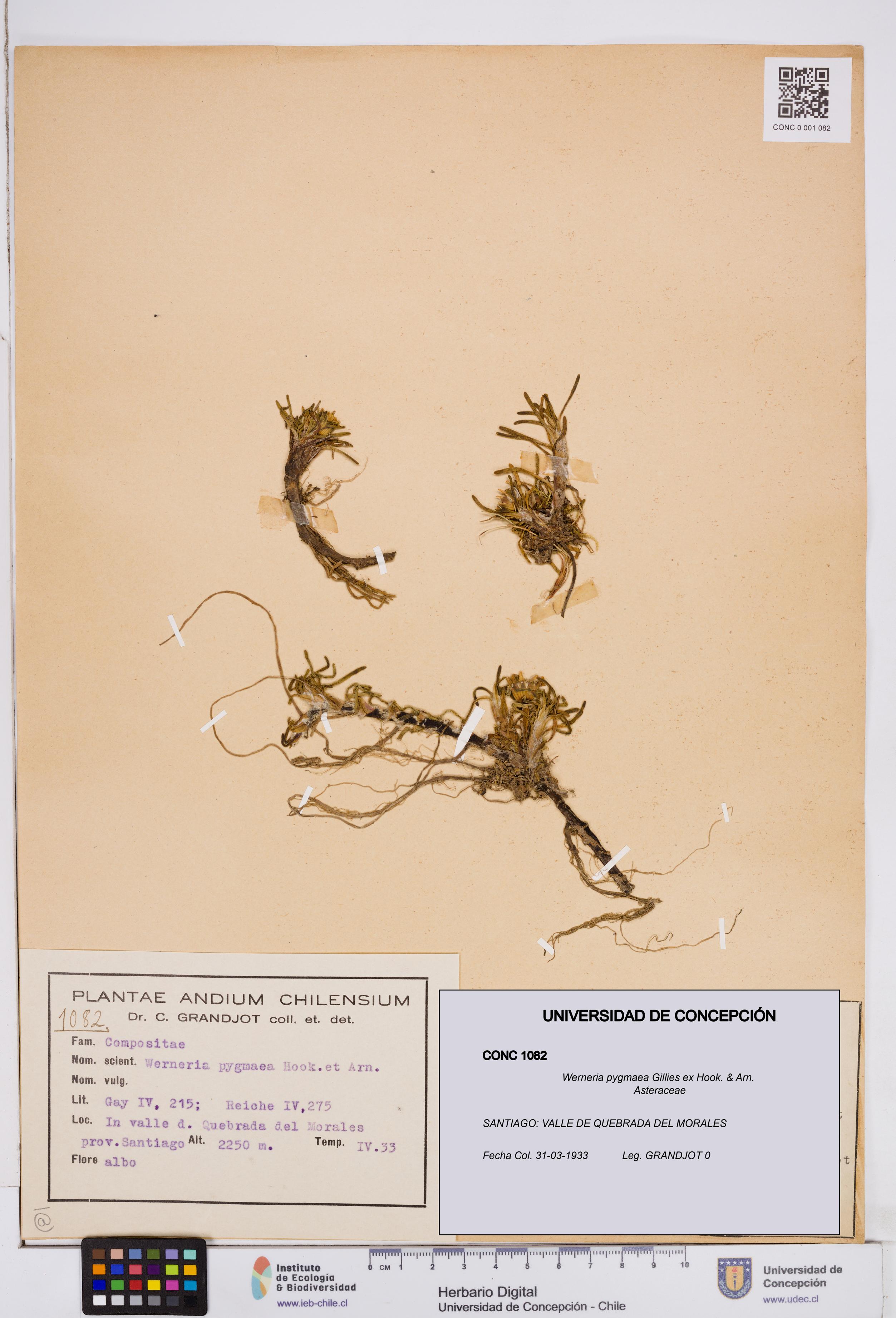 Werneria pygmaea [Espécimen: ]