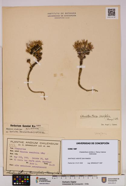 Chaetanthera renifolia [Espécimen: UDEC:CONC:0001087]